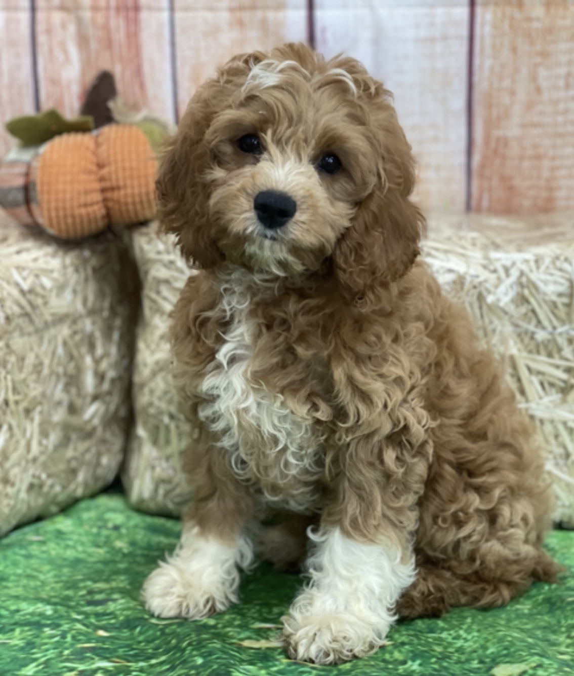 comprar cachorros sanos, baratos y asequibles para la venta